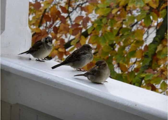Zum Donnerkeil Goehren (Ruegen)